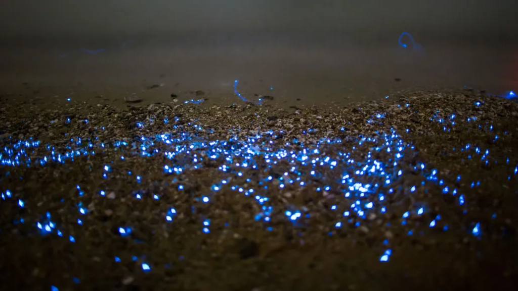 Bioluminescence glowing  on the beach