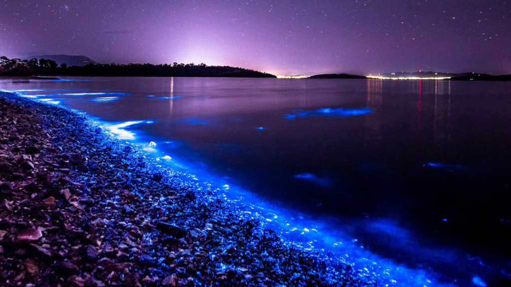 Bioluminescent creatures glowing on the sea