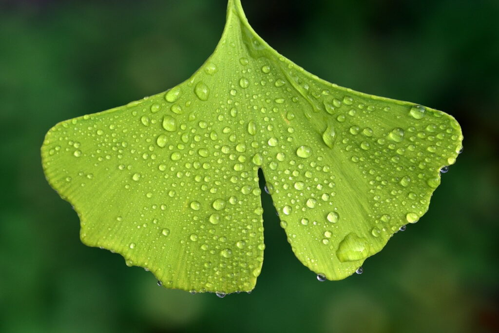 A leaf with droplets flowing down.
