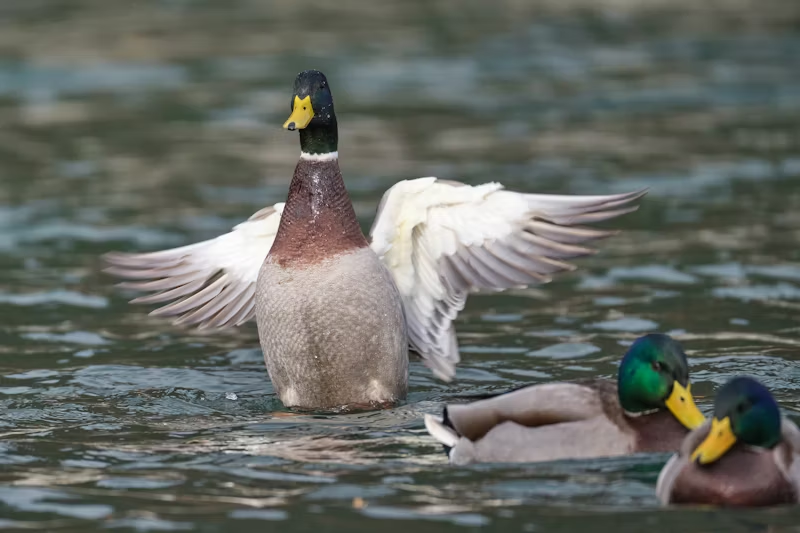 Read more about the article Buoyancy: How Mallard’s and Aquatic Life Master it