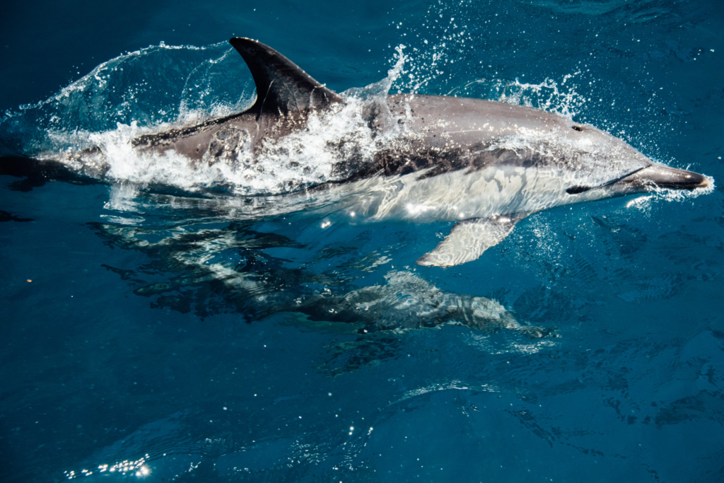 A Dolphin's streamlined body. Their torpedo like shape cuts through water, displacing it and enhances navigation abilities underwater.