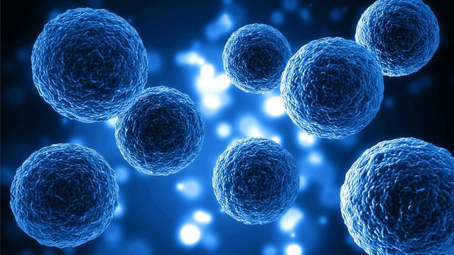 Brief Introduction to Cell Cycle and Cell Division