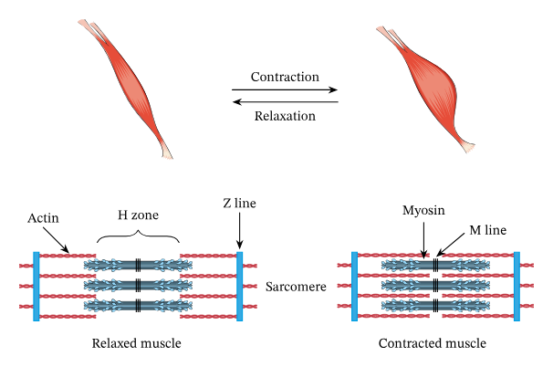 This image shows the contraction and relaxation of a piece of muscle, and a diagram of why relaxation and contraction happen.