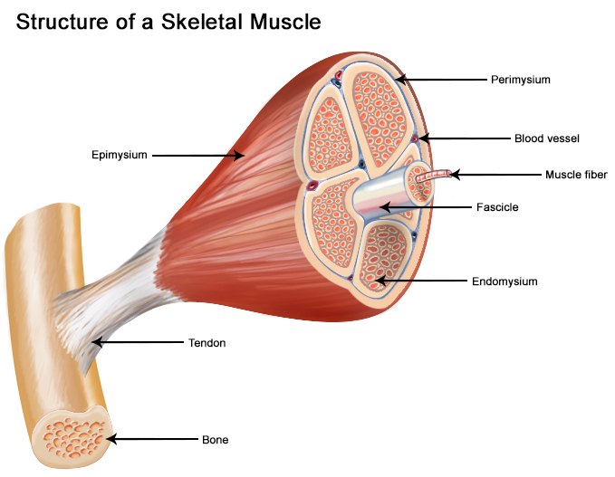 The composition of a piece of muscle.