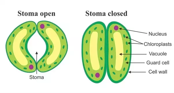 Showing the stomata opening and closing.