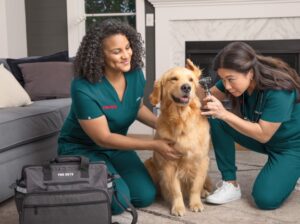 Read more about the article The Future of Veterinary Medicine: Emerging Technologies in Animal Care