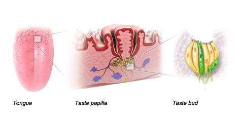 A picture that shows where taste papillae are located, what they look like as well as the taste buds as part of them.