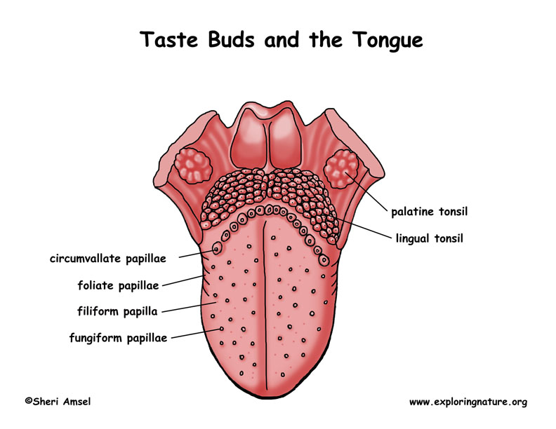 A labeled diagram of different taste buds and the tongue as well as where they might be located.