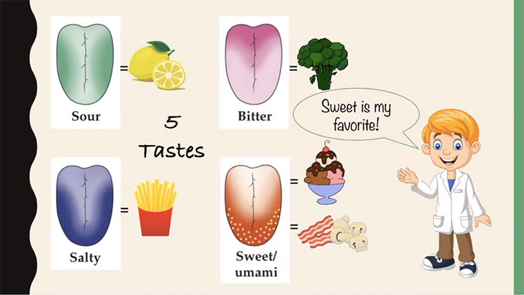 4 common tastes that human-beings have and the typical food they correspond to, and humans tend to like sweetness the most.