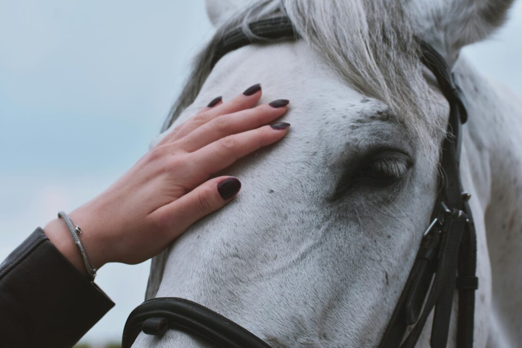 Hand petting white horse