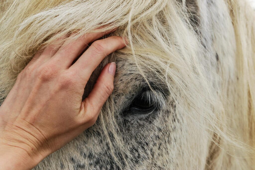 Hand petting white horse on the nose near the eye.