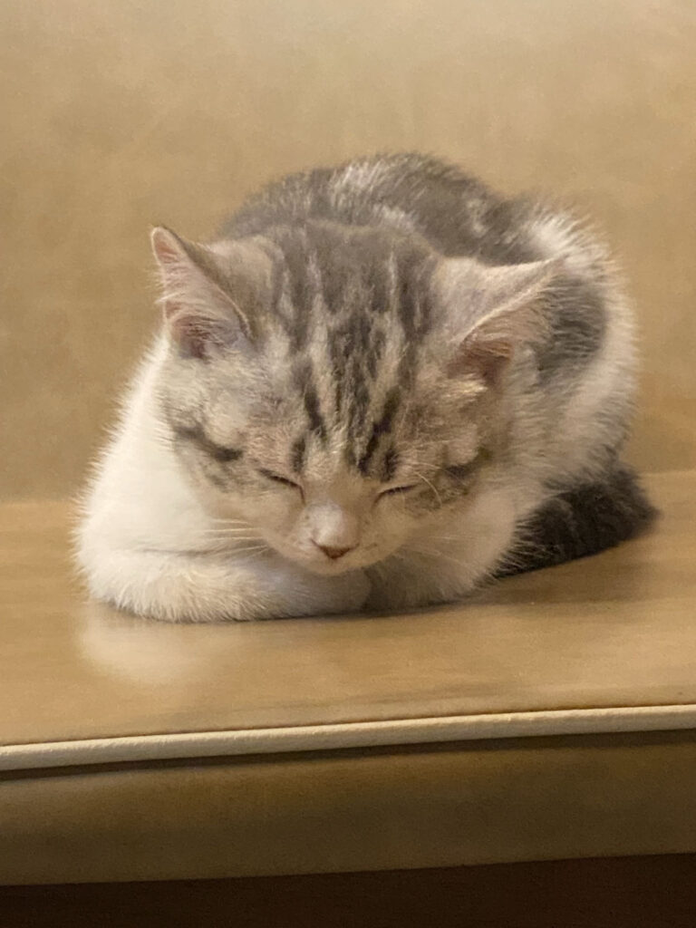 This is an image showing a cat with generally relaxed napping posture, but carefulness can still be seen as the ears are pointed. This also shows the fact that facials of cats are also complex.