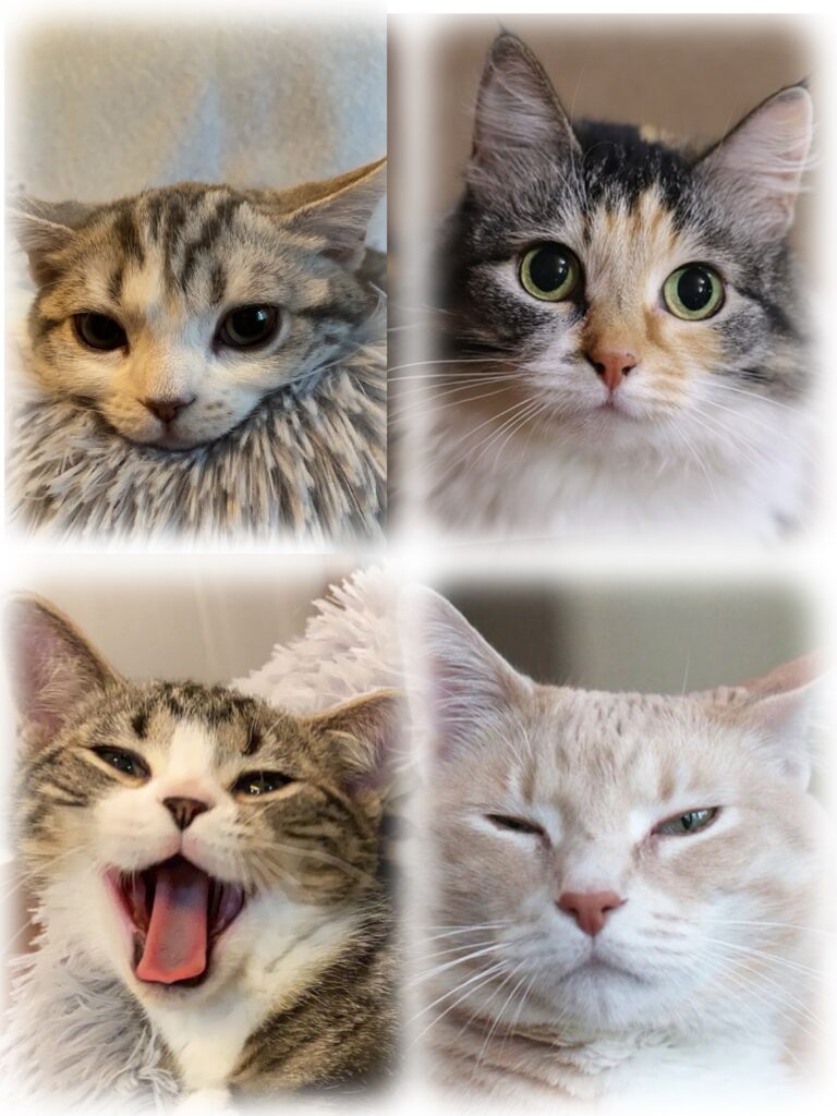 Cats have various facial expressions, just like humans, we can tell the differences from this introductory image.