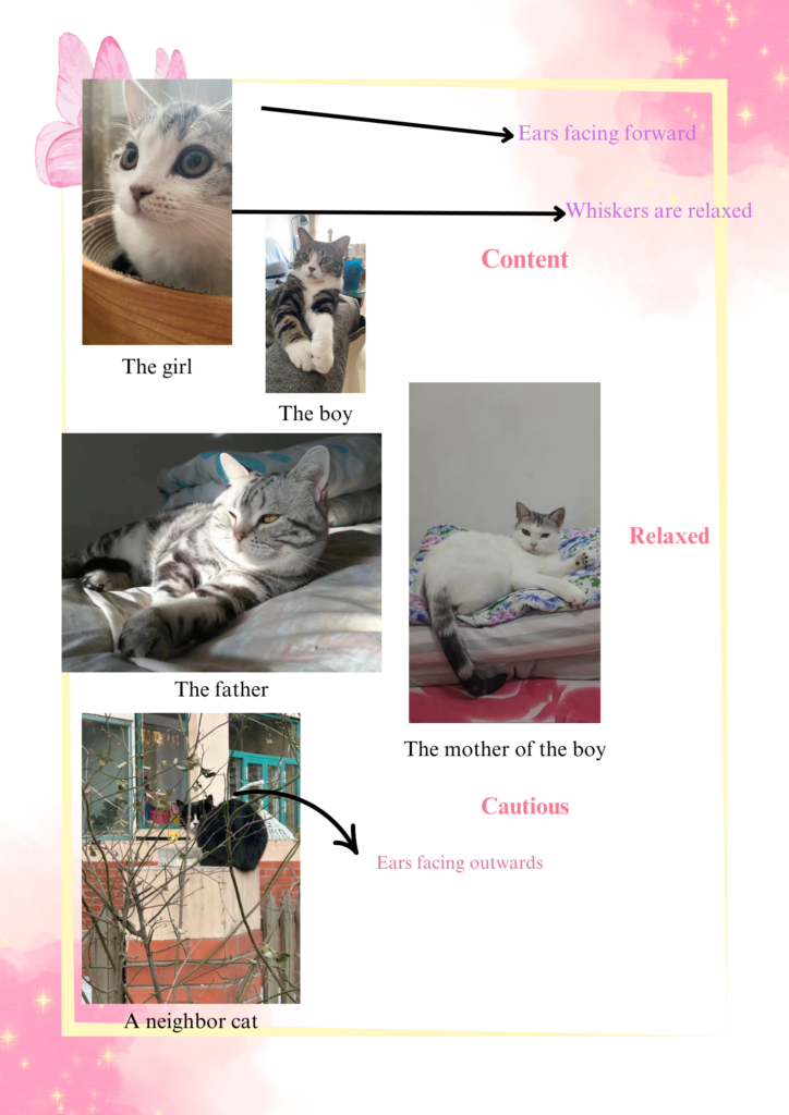 This is a picture with a few points of explanation of some facial expressions of some cat model guests.