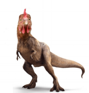 Dinosaurs Evolution: Chickens the closest relatives to dinosaurs?