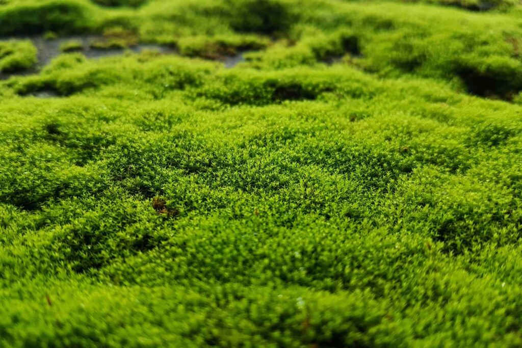 Moss is as beautiful as many other plants, but we might not really noticed it.