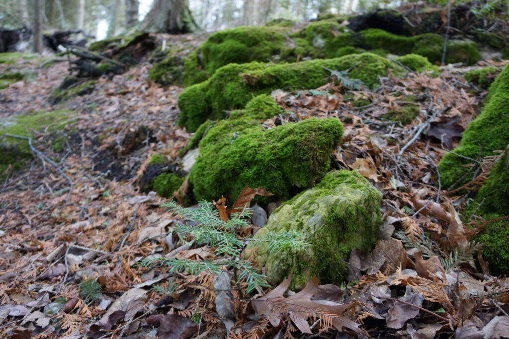 Moss can be found even around dead leaves.
