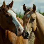 Digestion in Horses 101: What Makes a Horse’s Gut Different?