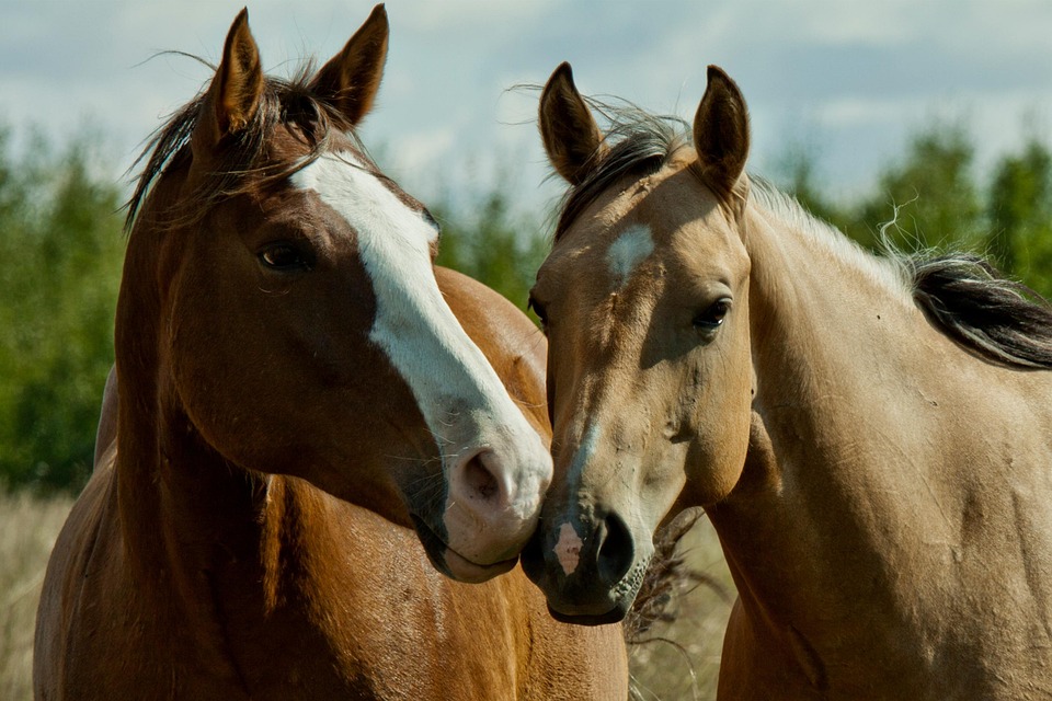 Read more about the article Digestion in Horses 101: What Makes a Horse’s Gut Different?