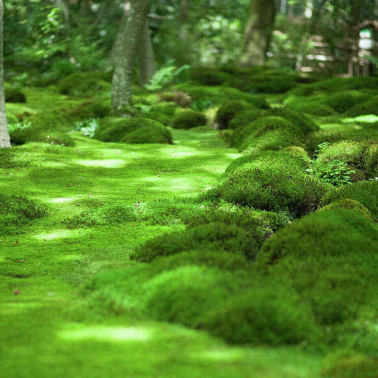 What you might not know about moss —