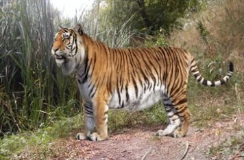 A picture of a Caspian Tiger