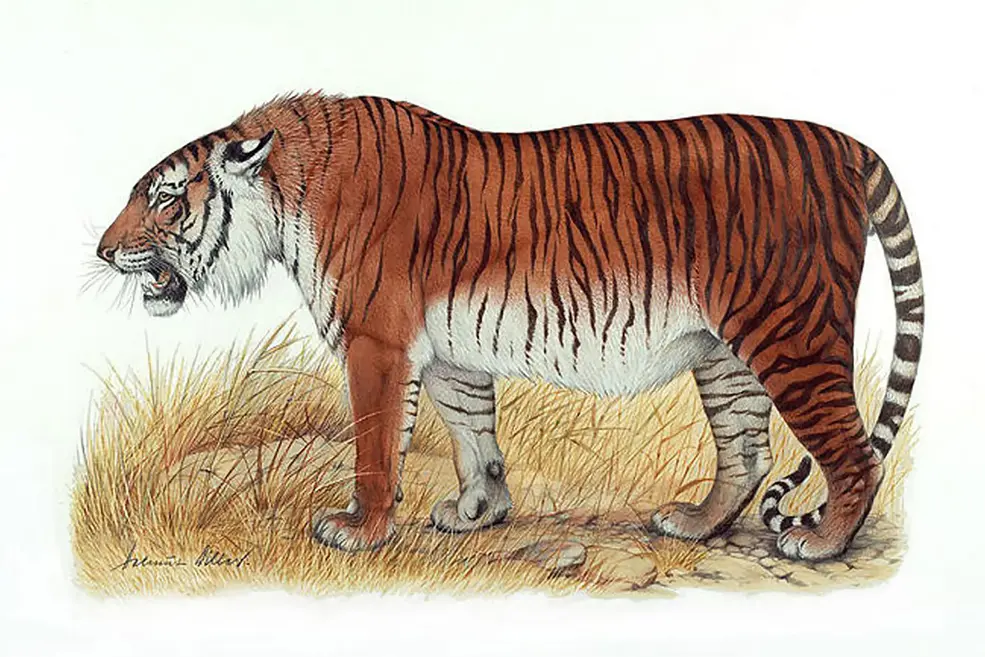 The picture of a caspian tiger