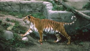 Read more about the article Caspian Tiger – Facts and Extinction
