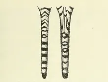 A picture of the comparison of the strips between Caspian and Siberian Tigers.