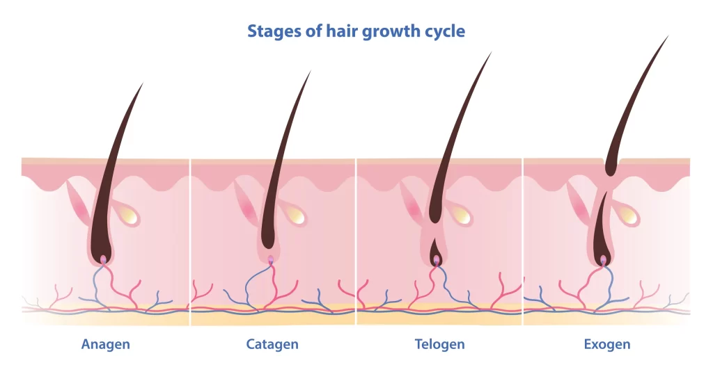 Stages of hair growth cycle. Source:https://sagemedical.sg/what-are-the-4-stages-of-the-hair-growth-cycle/