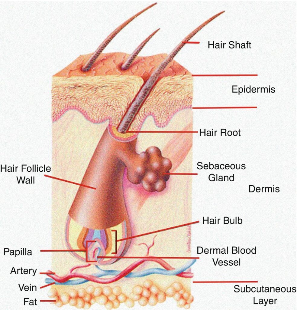 A diagram of hair follicle and hair shaft. Source: https://sciencediagrams.com/hair/