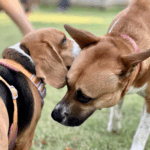 Animal Communication