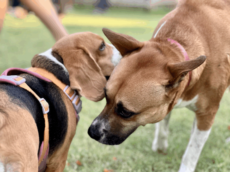 Animal Communication