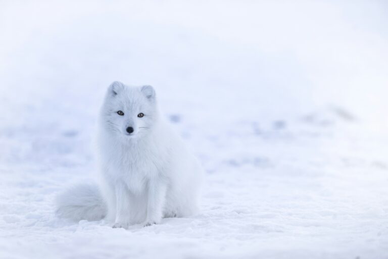 Arctic fox demonstrating its fur color adaptation