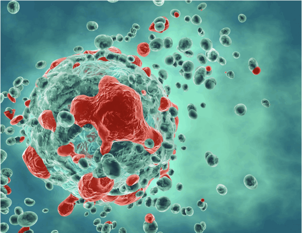 Image of cell undergoing apoptosis; process of programmed cellular death.