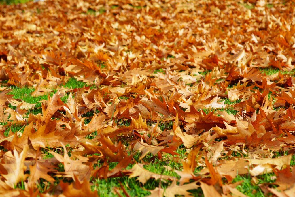 A pile of maple leaves