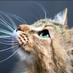 Secrets of Cat Whiskers
