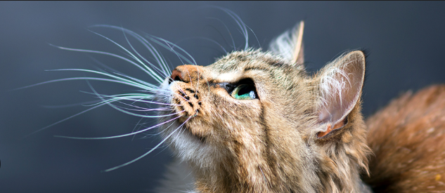 Cat Whiskers